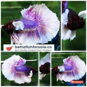 Betta fish OHM Purple Lavender Dumbo