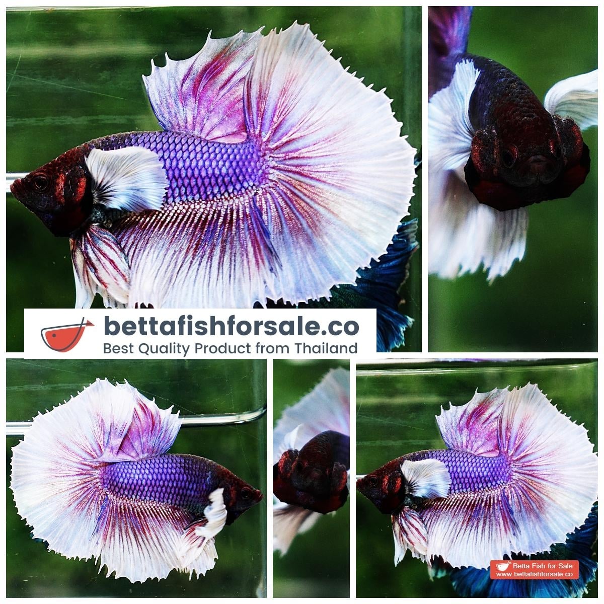 Betta fish OHM Purple Lavender Dumbo