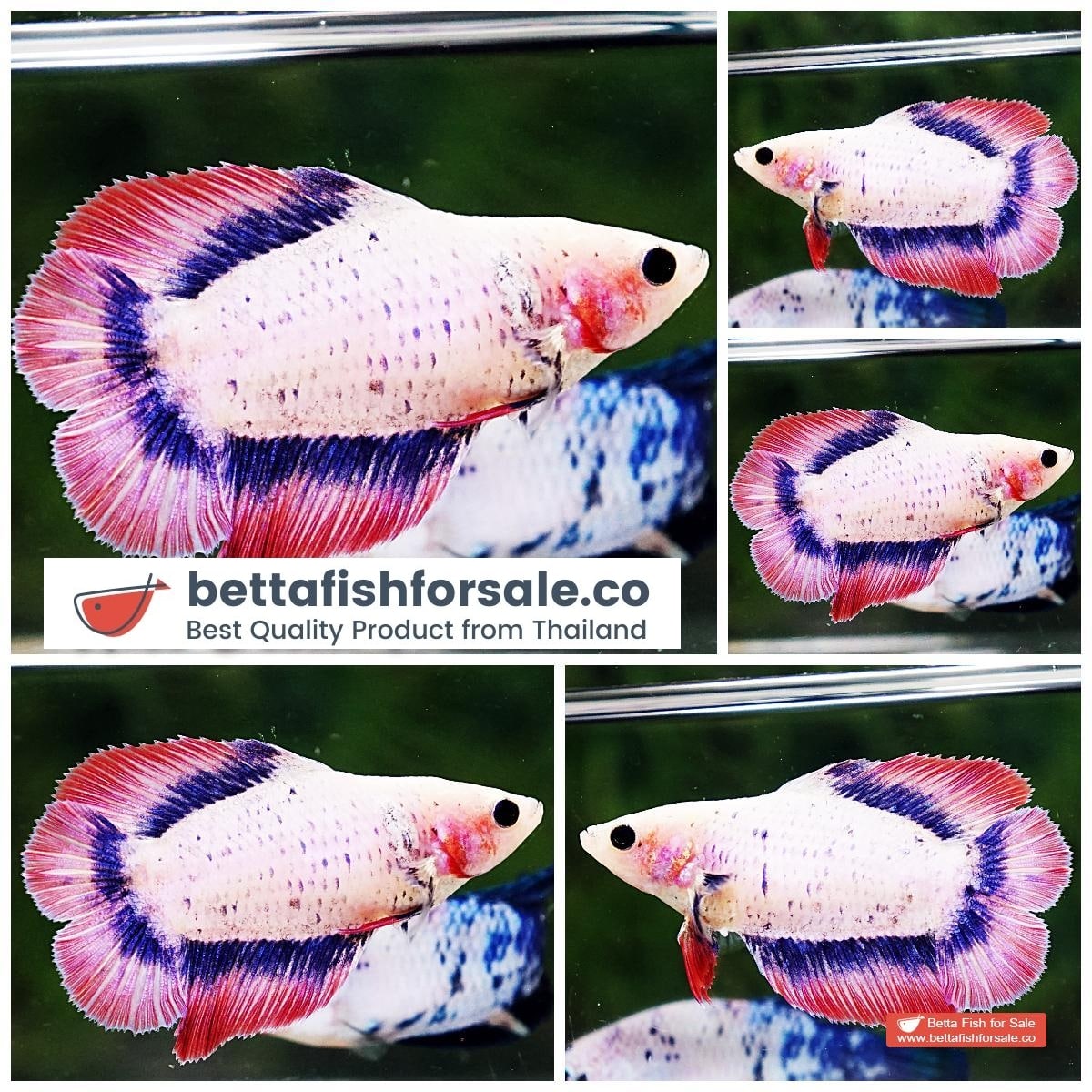 Betta fish Female DTHM Perfect Pink Mascot Flag