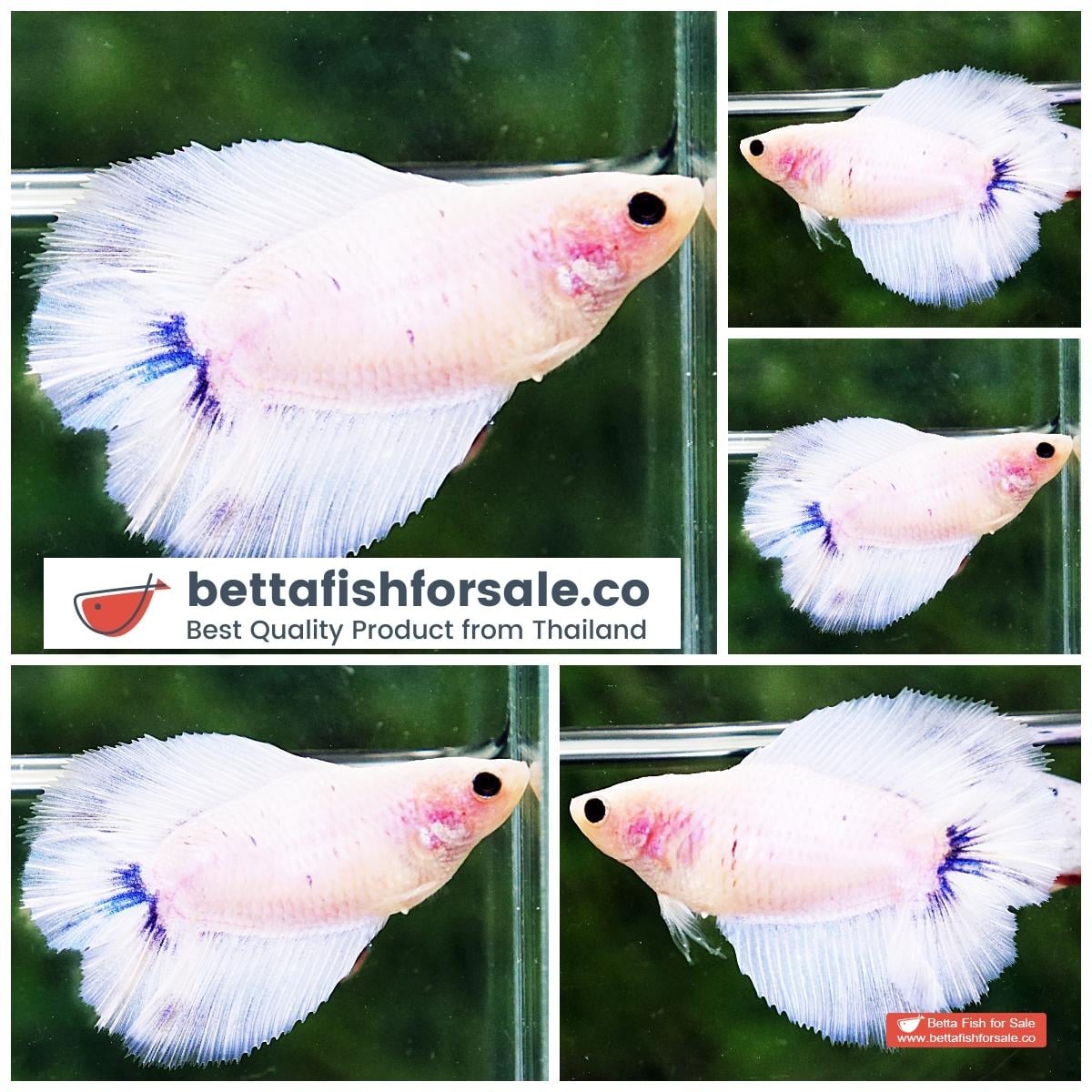 Betta fish Female DTHM Sparkle White Blue Mark