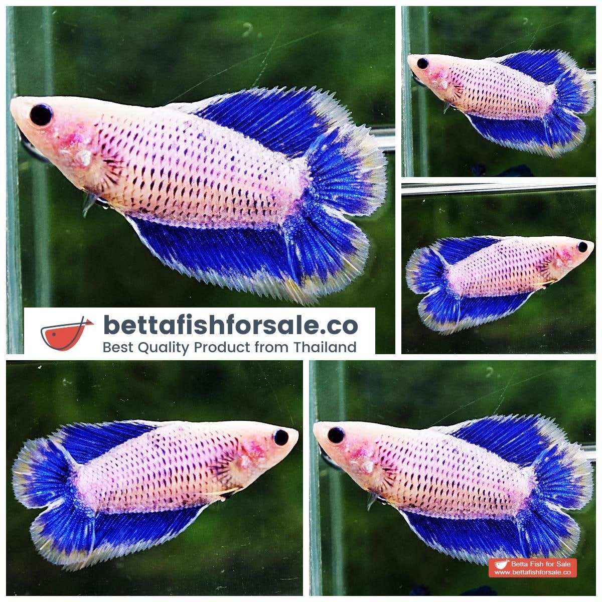 Betta fish Female DTHM Yellow Blue Grizzle