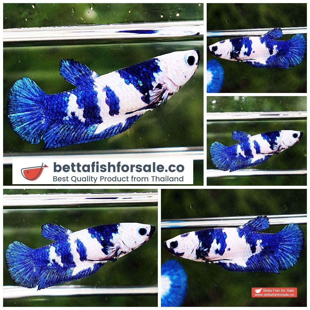 Betta fish Female HMPK Princes Blue Marble