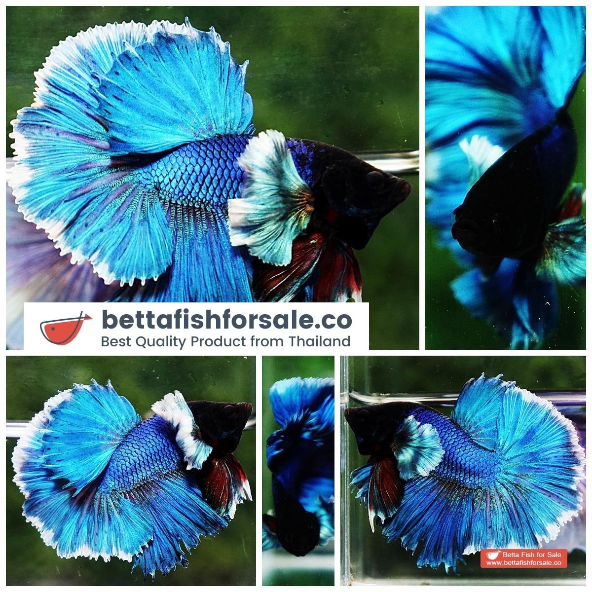 Betta fish OHM Turquoise White Halo Dumbo