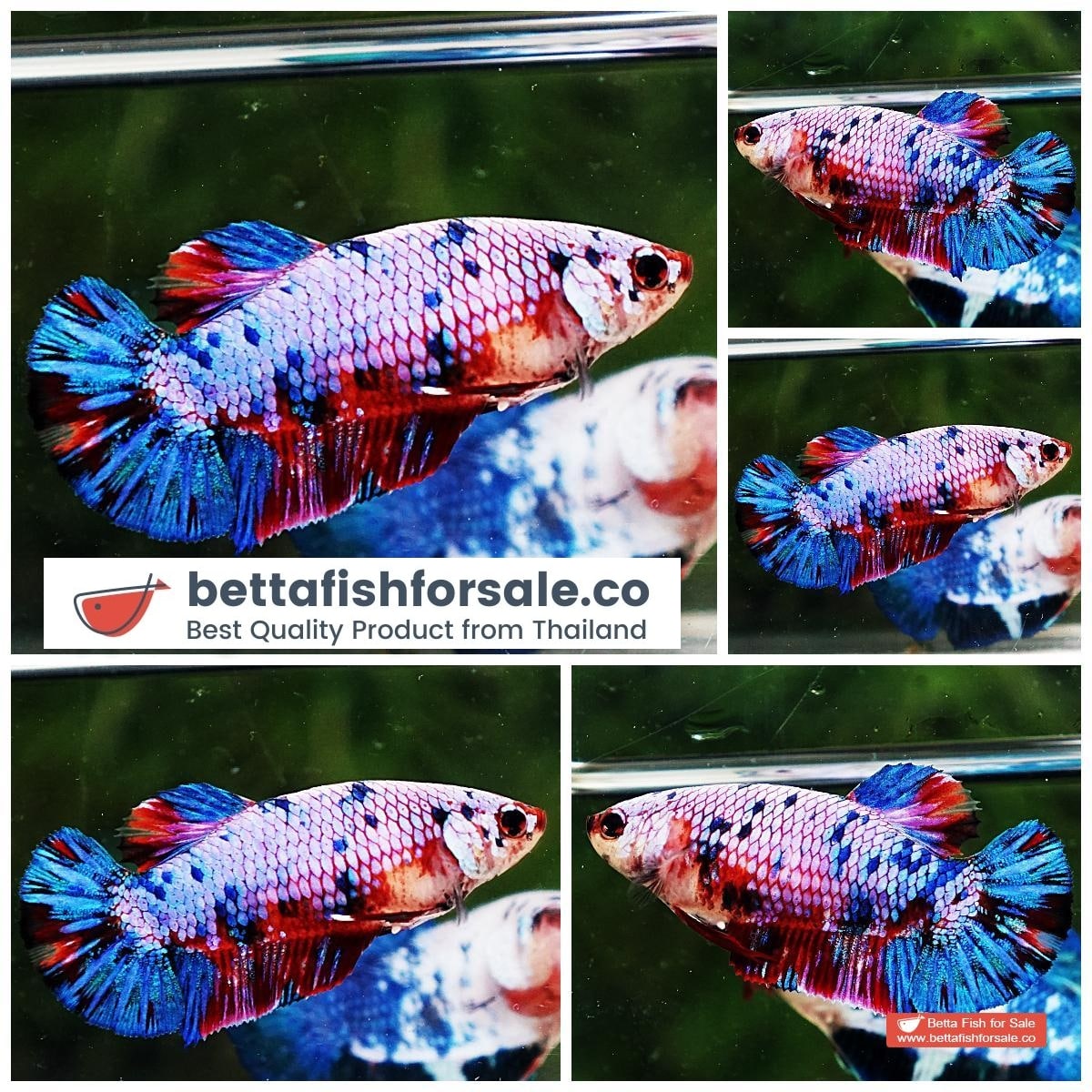 Betta fish Female HMPK Magical Pink Blue Marble