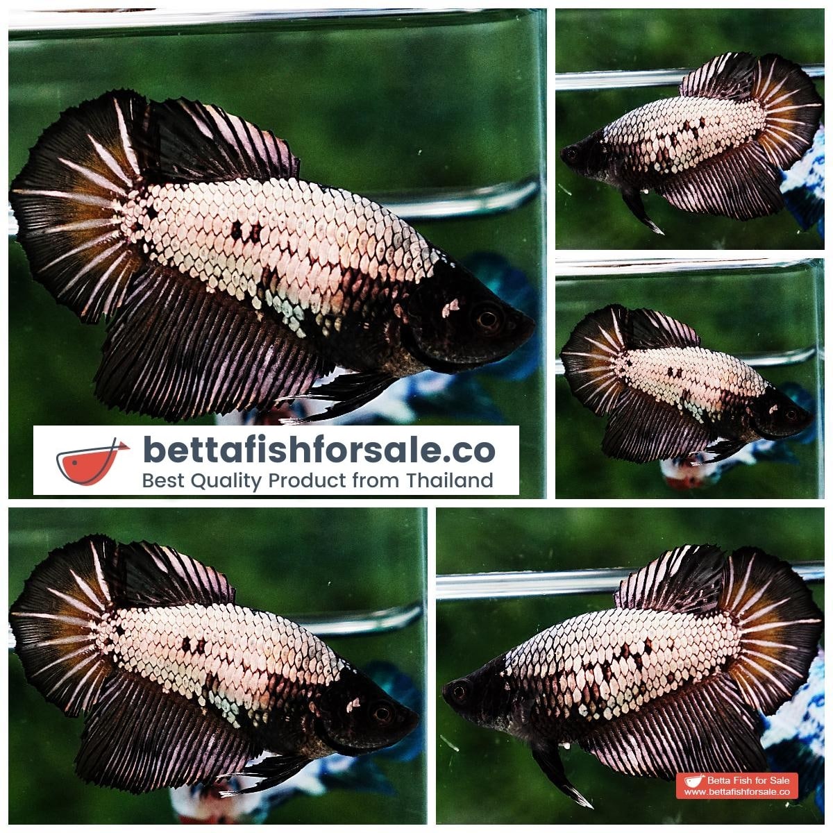 Betta fish Female HM Black Dragon Black Head