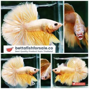 Betta fish OHM Gold Dragon Rosetail