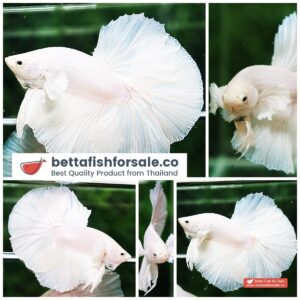 Betta fish OHM Prince of White Dumbo