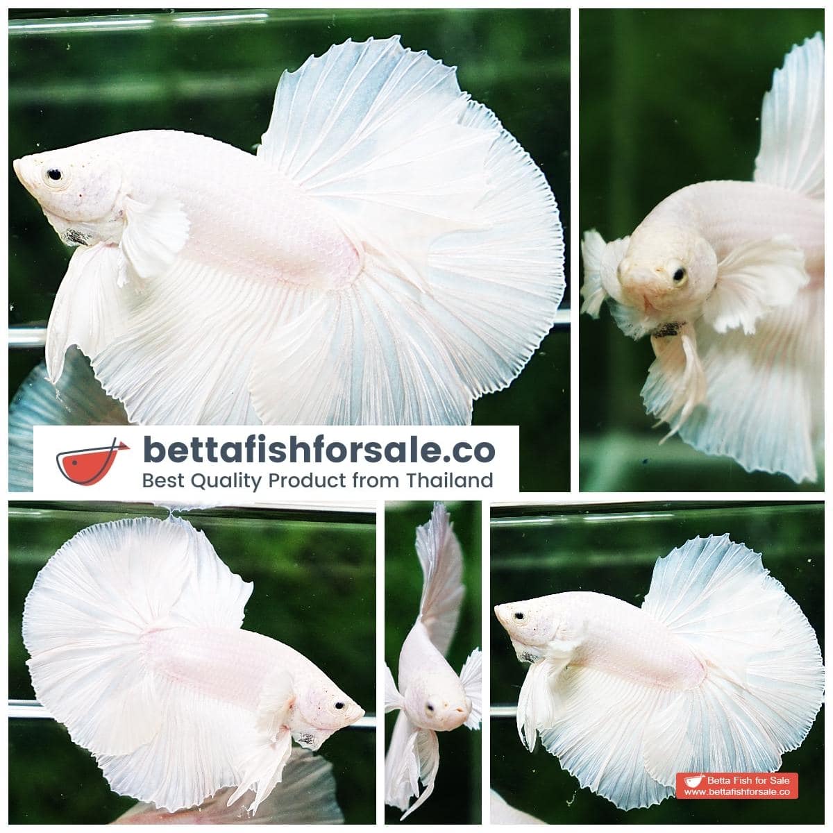 Betta fish OHM Prince of White Dumbo
