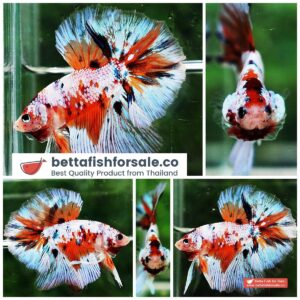 Betta fish OHM Fancy Candy Nemo