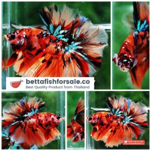 Betta fish OHM King Candy Star Sky Hawk Rosetail