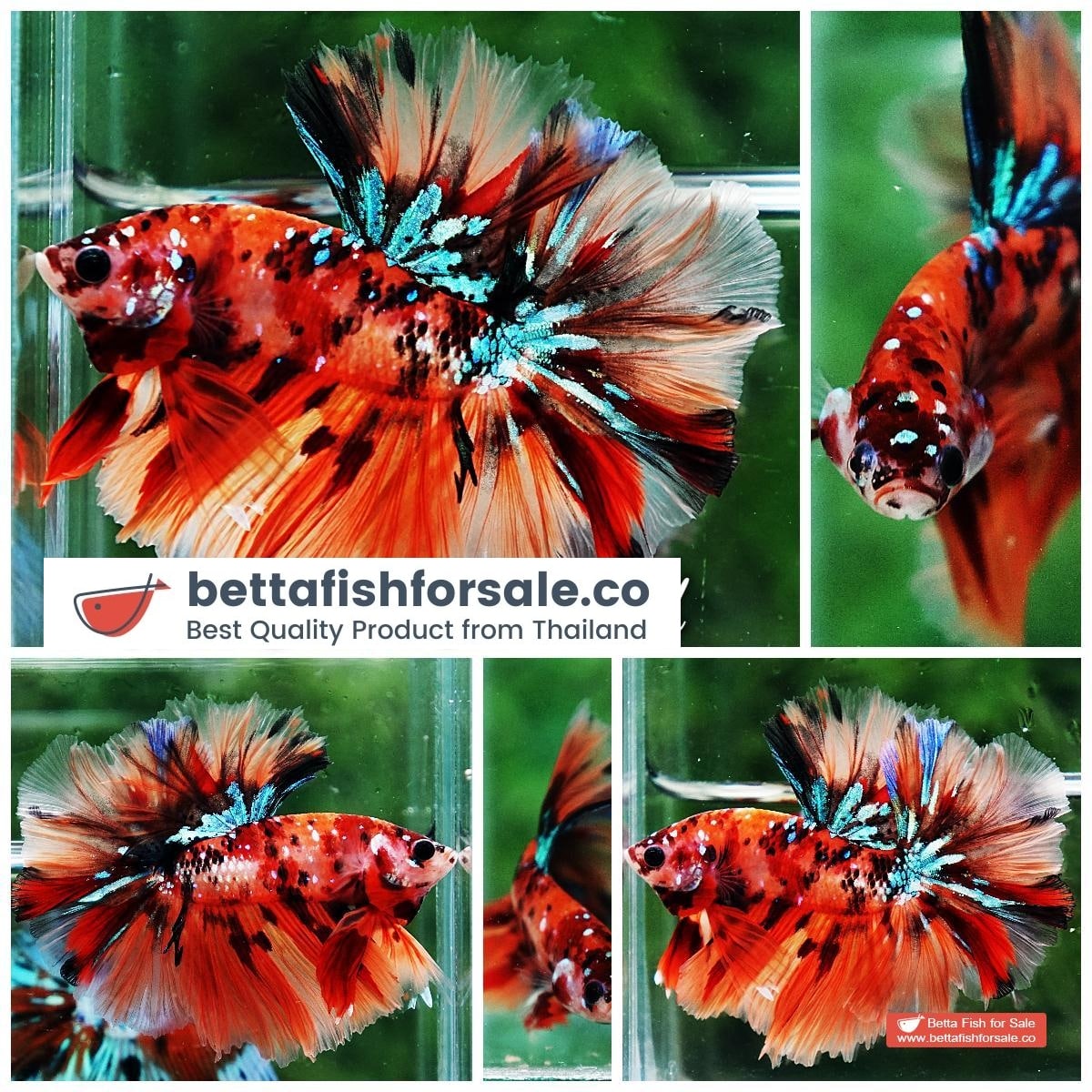 Betta fish OHM King Candy Star Sky Hawk Rosetail