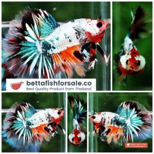 Betta fish HM Copper Candy Star tail