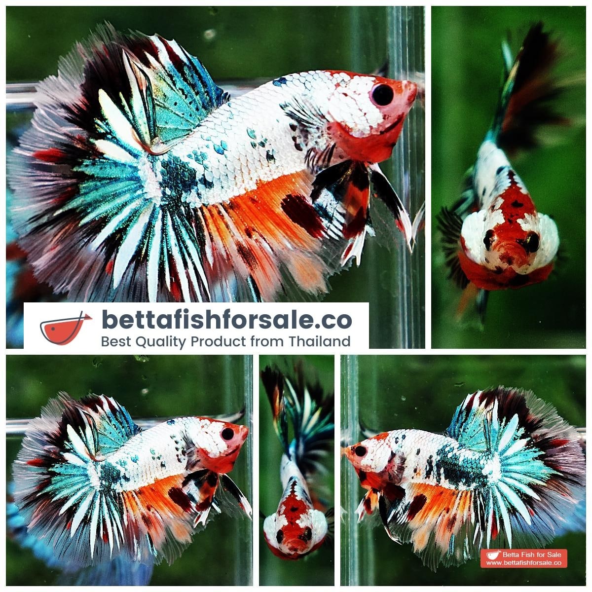 Betta fish HM Copper Candy Star tail
