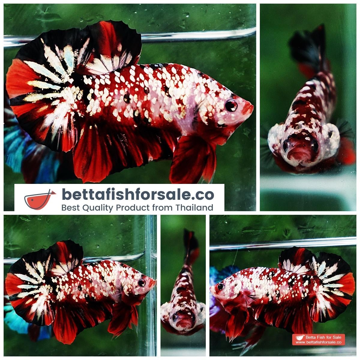 Betta fish HMPK Red Devil Gold Galaxy (Hi-end)