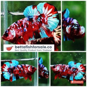 Betta fish HMPK Fancy Koi Galaxy