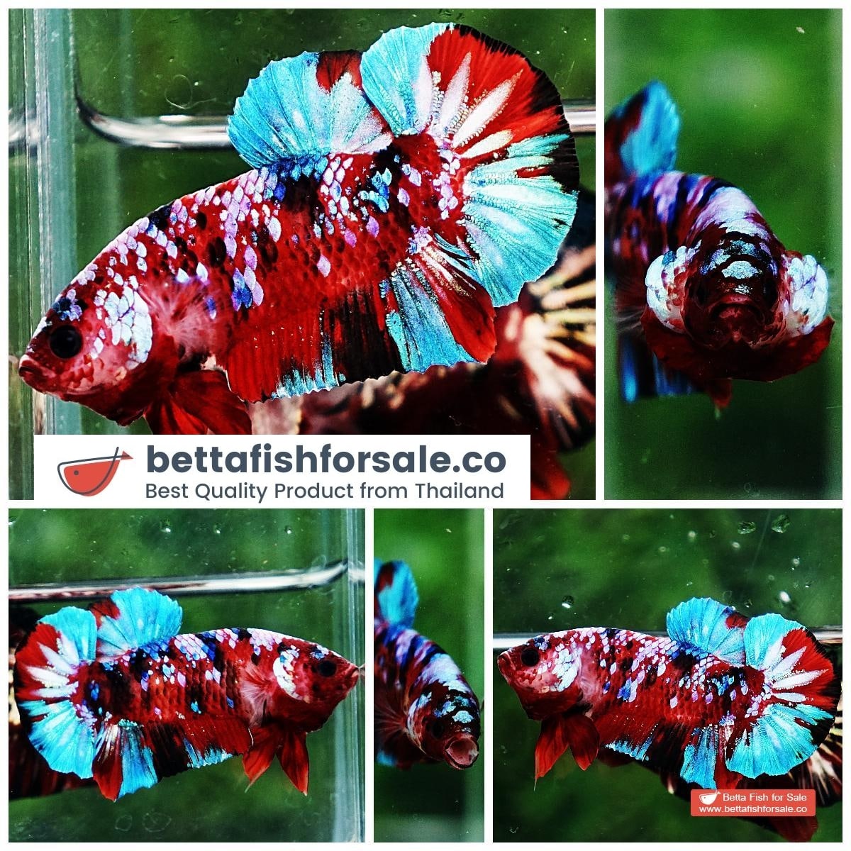 Betta fish HMPK Fancy Koi Galaxy
