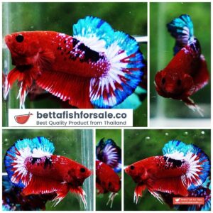 Betta fish HMPK Fancy Hell Boy
