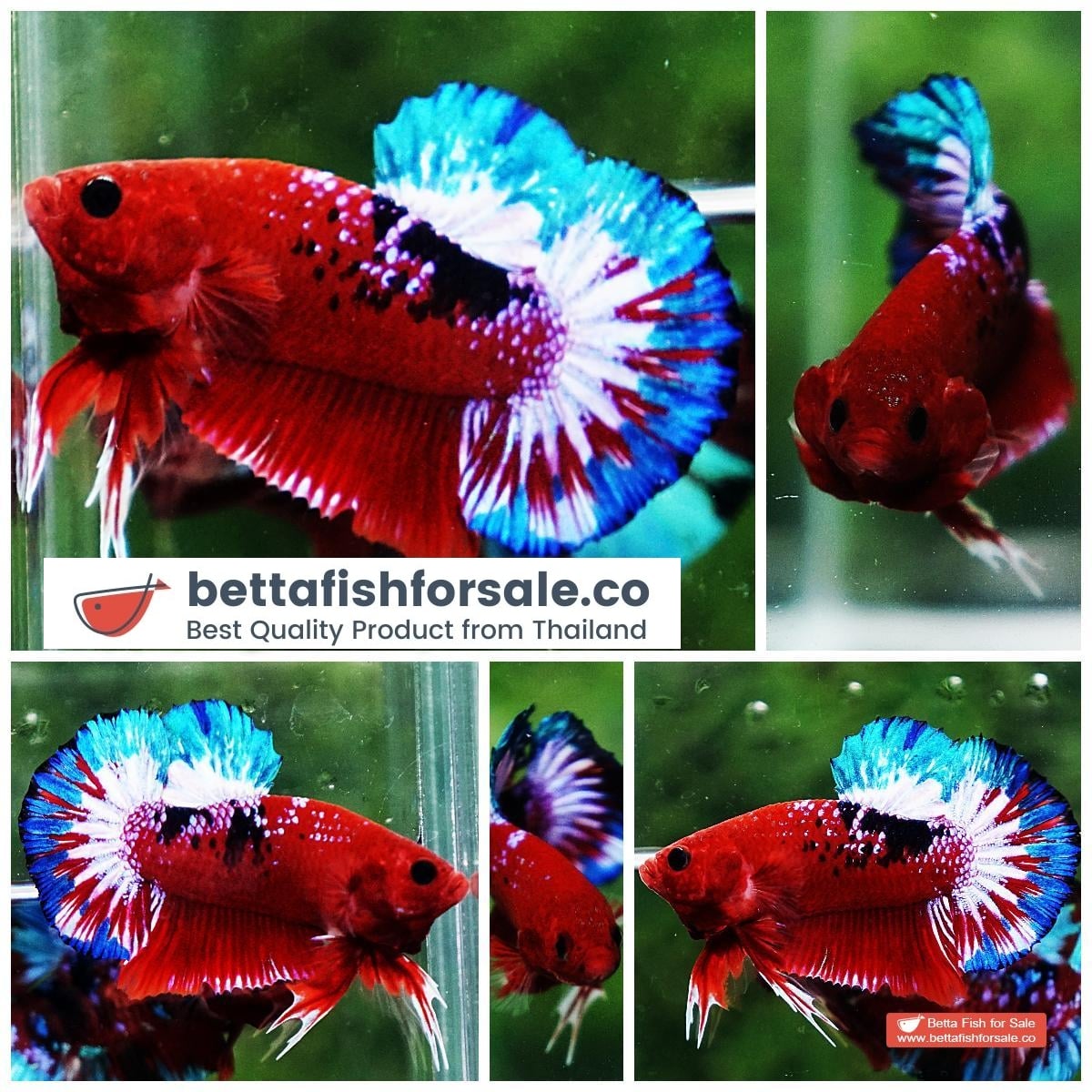 Betta fish HMPK Fancy Hell Boy