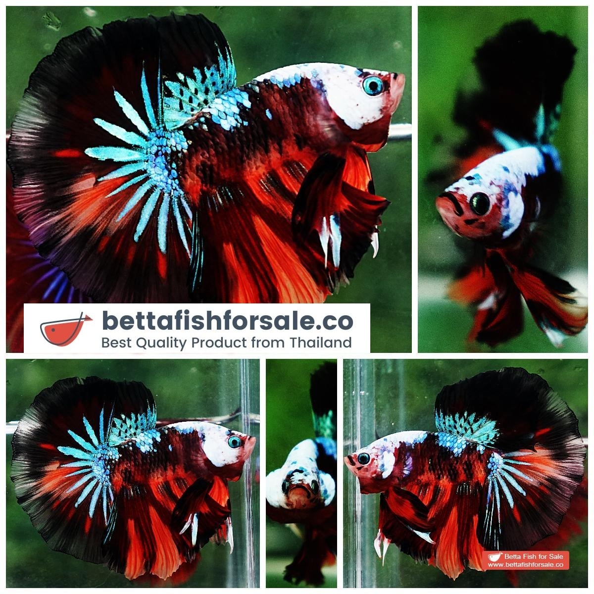 Betta fish OHM Dark Candy Warrior Helmet Marking