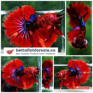 Betta fish OHM Devil Red Tiger On Fire