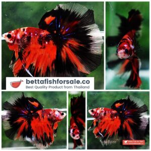 Betta fish OHM The Nemo Tiger