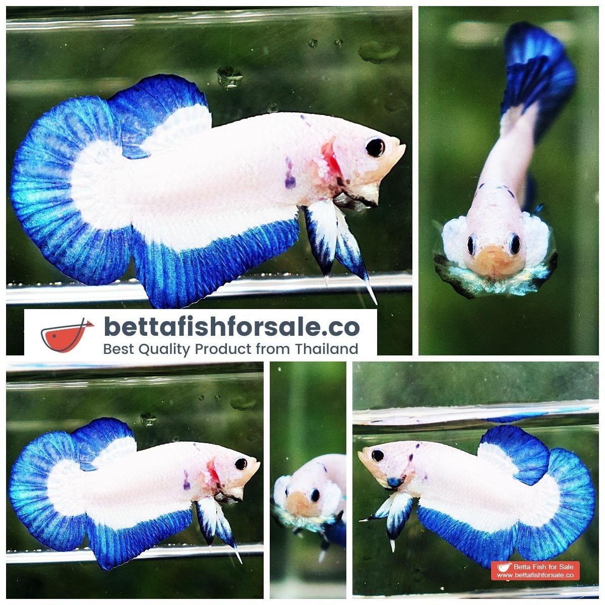 Betta fish HMPK Blue Rim Marble
