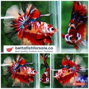 Betta fish OHM Multicolor Candy Nemo AOC