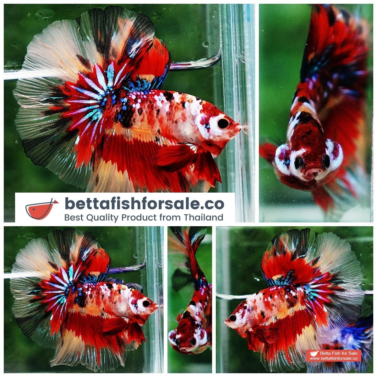 Betta fish OHM Multicolor Candy Nemo AOC
