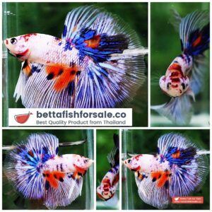 Betta fish HM Rainbow Candy Marble