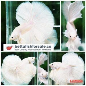 Betta fish OHM Big White Unicorn