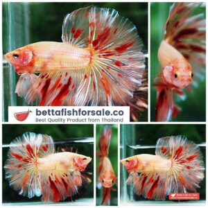 Betta fish OHM Armageddon Meteor