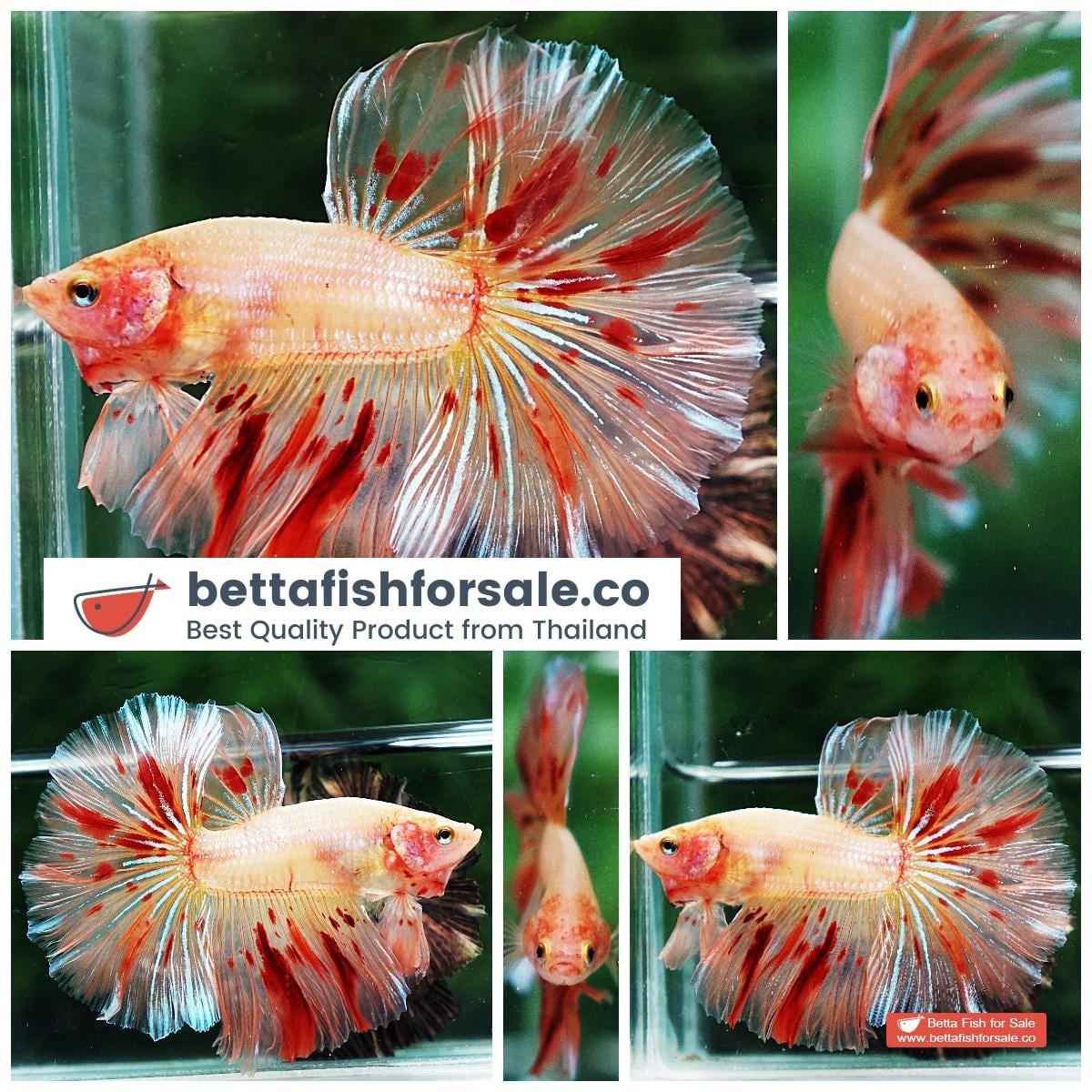 Betta fish OHM Armageddon Meteor