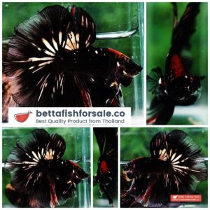 Betta fish OHM Shadow Black Gold Star Series (Rare)
