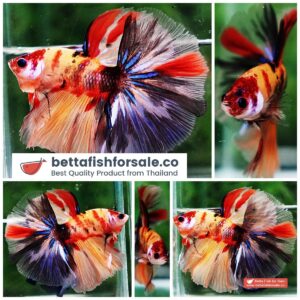 Betta fish HM Classic Candy Yellow Base