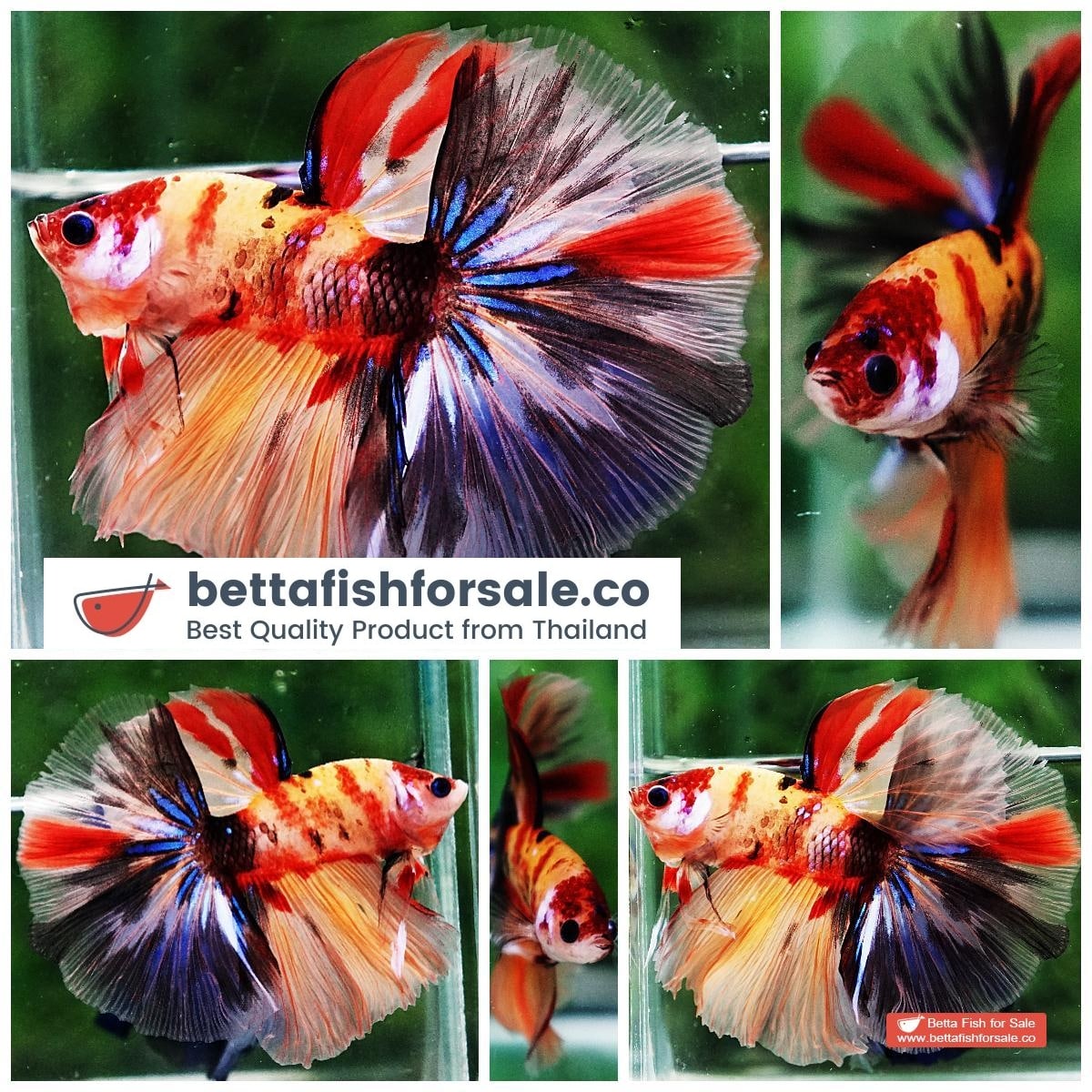Betta fish HM Classic Candy Yellow Base