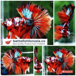 Betta fish OHM Multicolor Candy Galaxy Hawk Rosetail