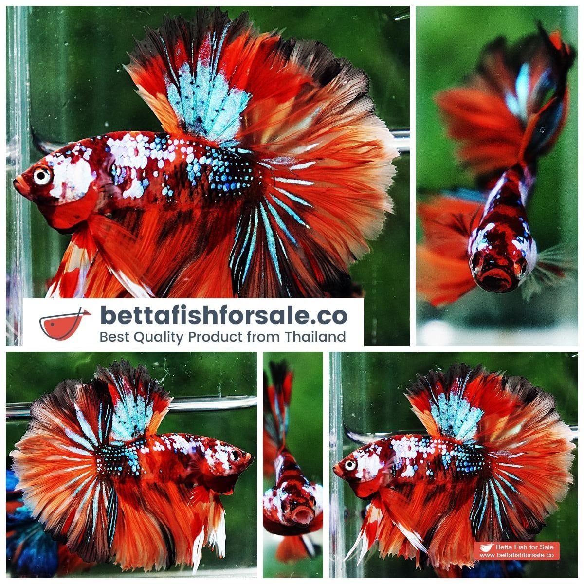Betta fish OHM Multicolor Candy Galaxy Hawk Rosetail