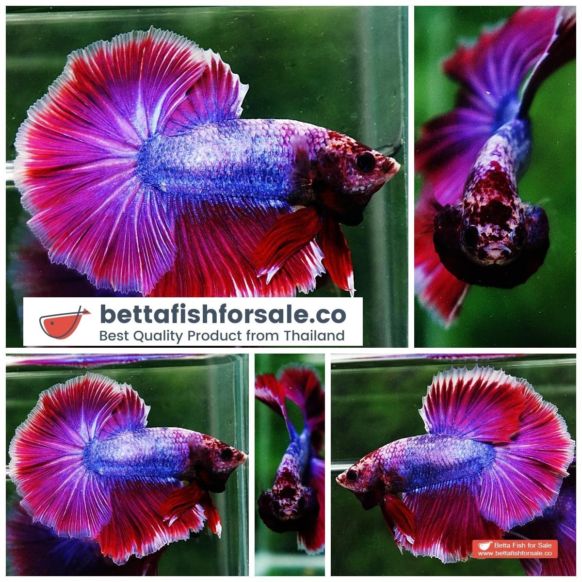 Betta fish OHM Purple Lavender Grizzle