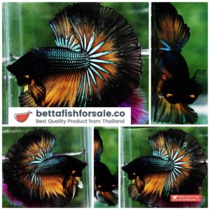 Betta fish OHM Emerald Mustard Gas Black Ring