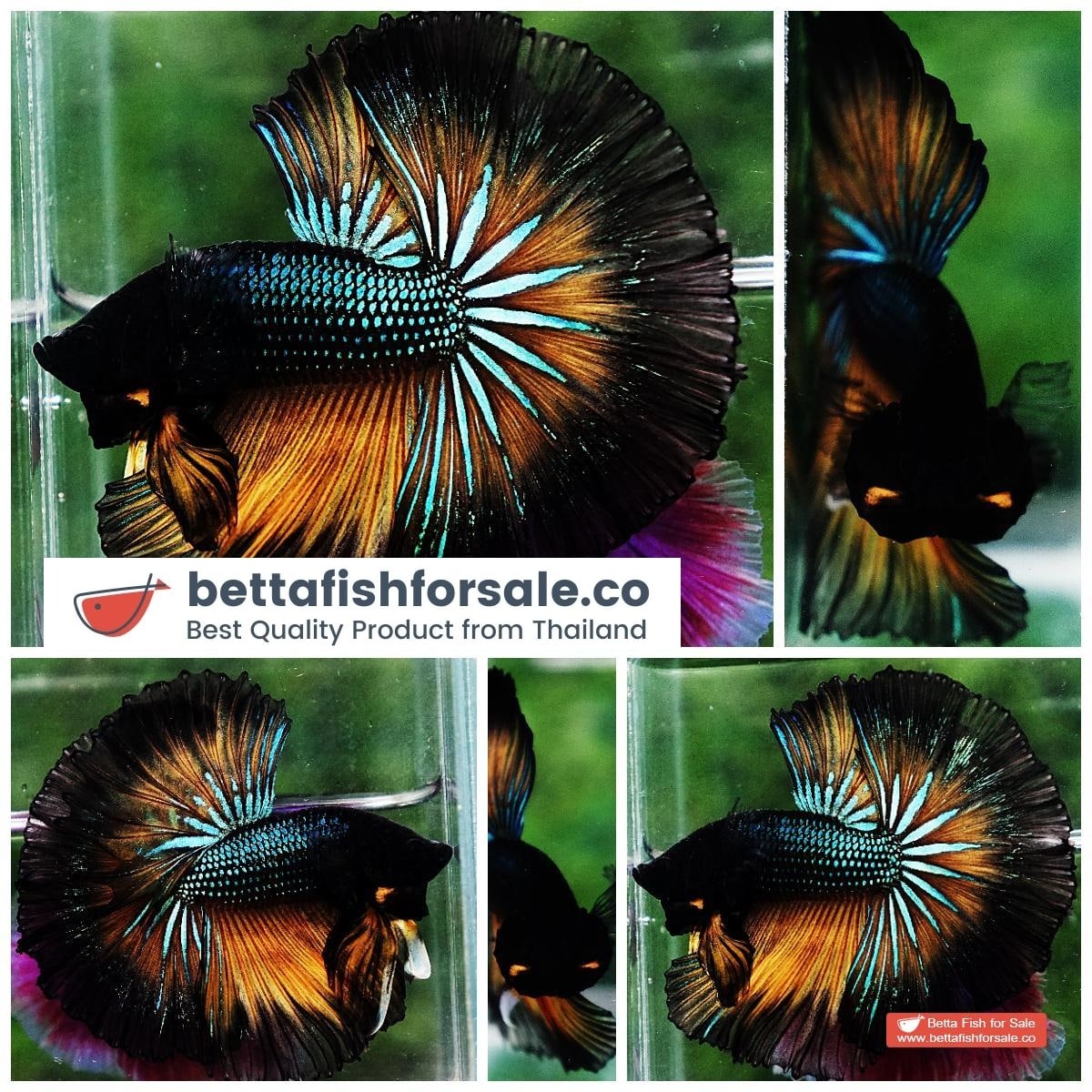 Betta fish OHM Emerald Mustard Gas Black Ring
