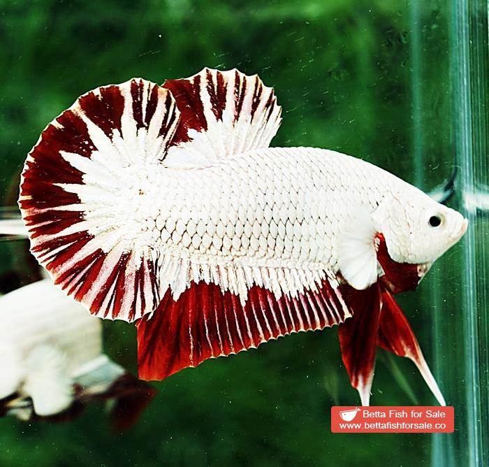 Betta fish HMPK Platinum Eye Red Dragon - Image 4