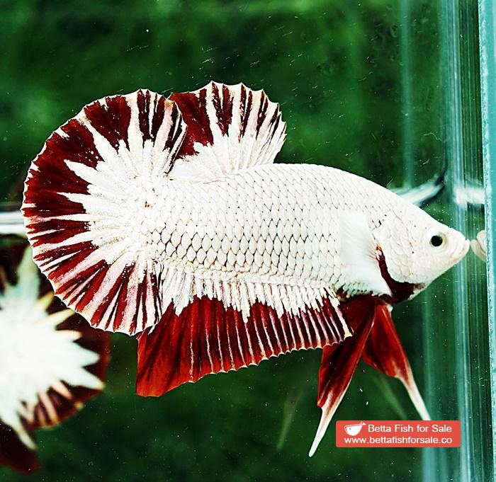 Betta fish HMPK Platinum Eye Red Dragon - Image 6