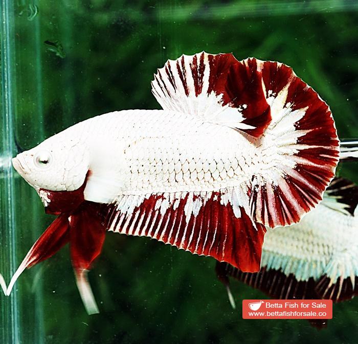 Betta fish HMPK Platinum Eye Red Dragon - Image 7