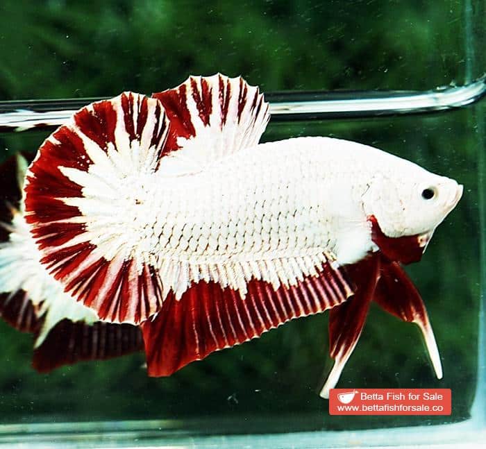 Betta fish HMPK Platinum Eye Red Dragon