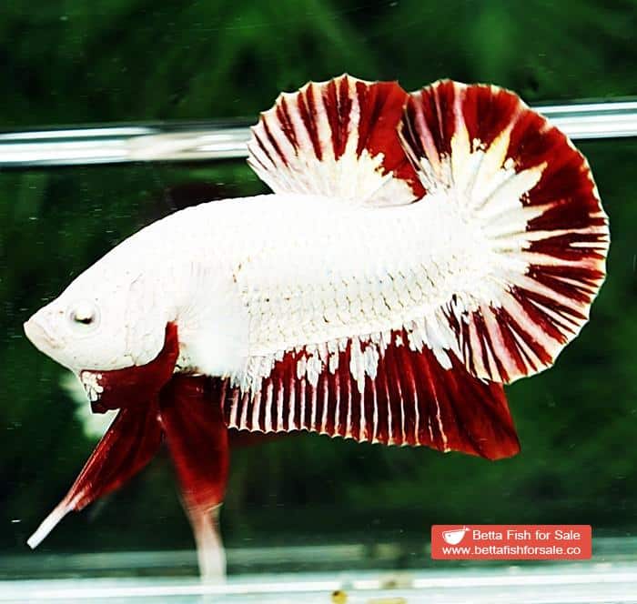 Betta fish HMPK Platinum Eye Red Dragon - Image 5