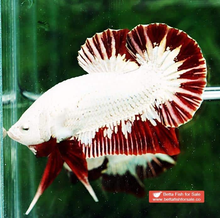 Betta fish HMPK Platinum Eye Red Dragon - Image 3