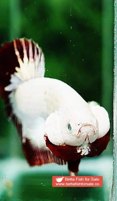 Betta fish HMPK Platinum Eye Red Dragon - Image 9