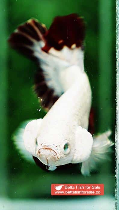 Betta fish HMPK Platinum Eye Red Dragon - Image 8