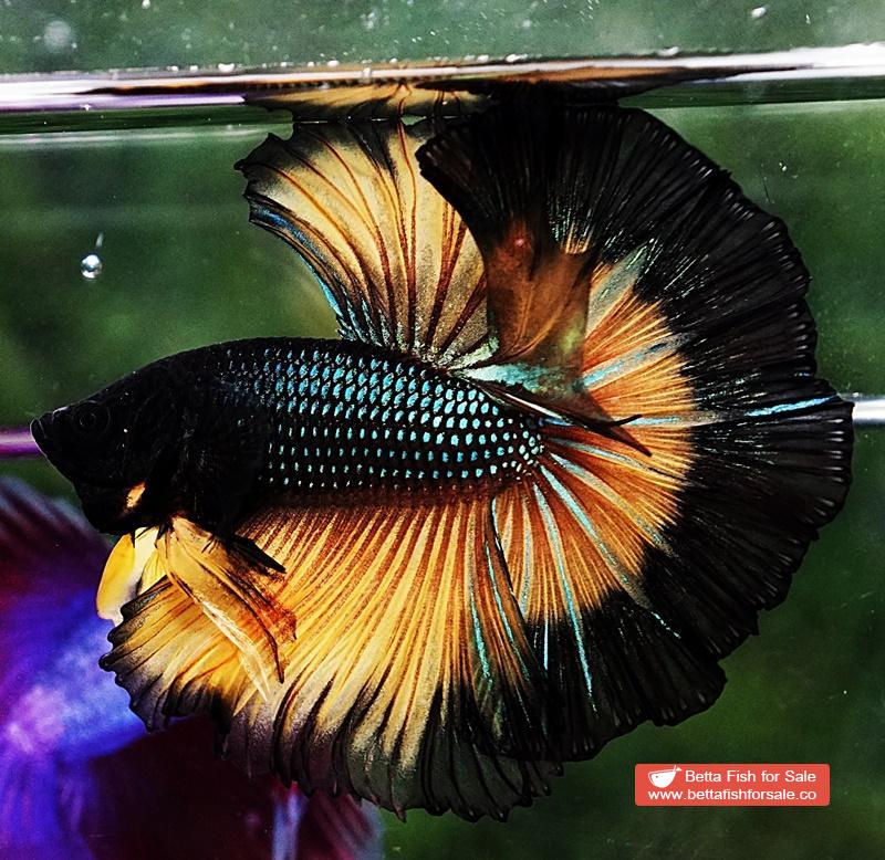 Betta fish OHM Mustard Gas Butterfly Sky Hawk - Image 3