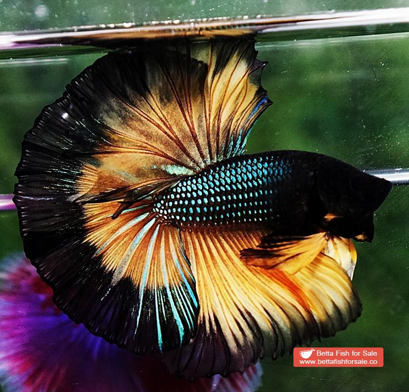 Betta fish OHM Mustard Gas Butterfly Sky Hawk - Image 4